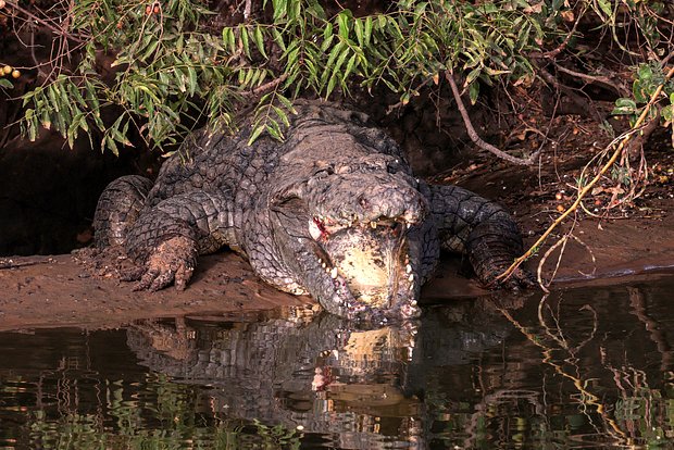 Вводная картинка