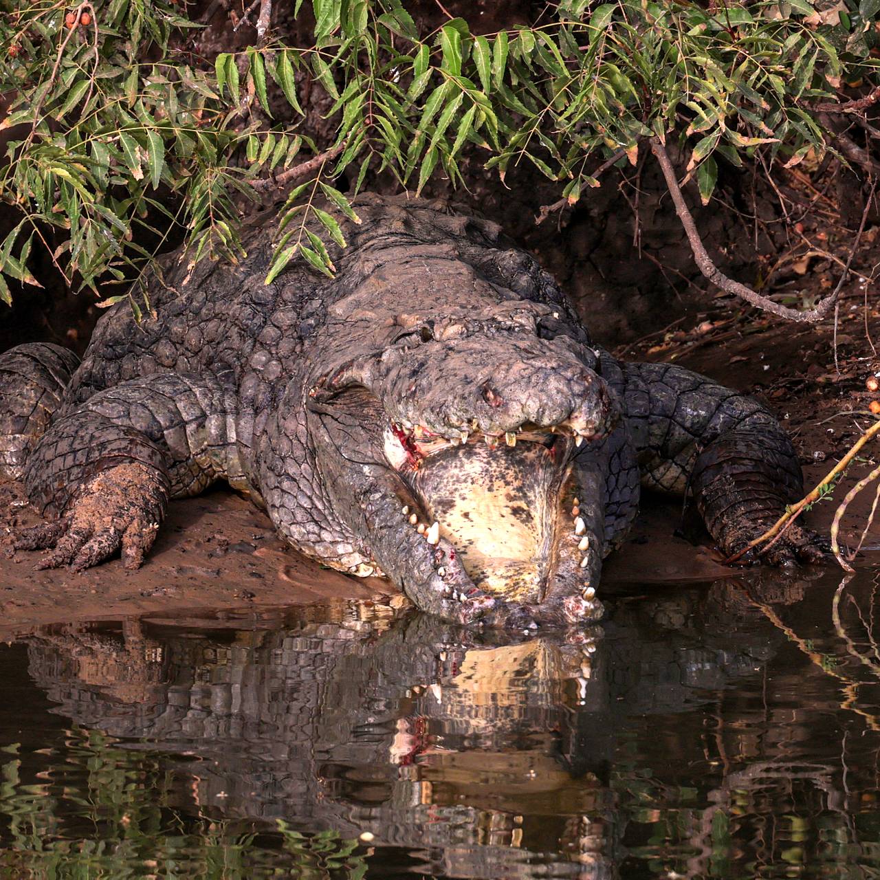 Собиравший морские огурцы мужчина стал жертвой крокодила