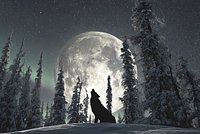 Волчья Луна в январе 2026 года: дата, время, особенности полнолуния