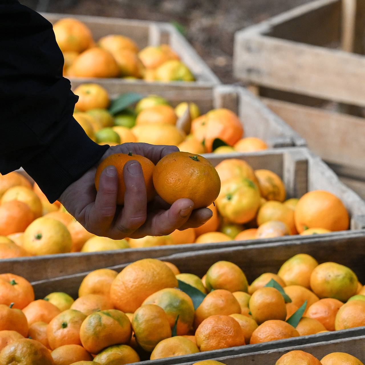 Россиян предупредили о неприятных последствиях переедания мандаринов