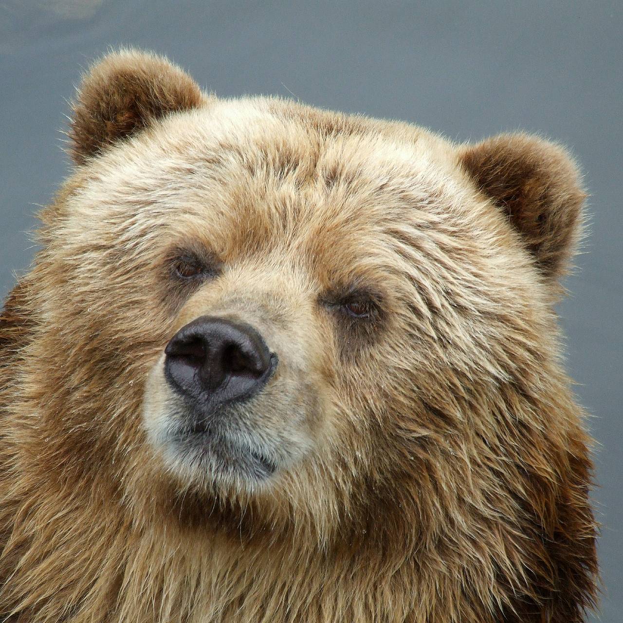 Москвичам предрекли встречи с медведями