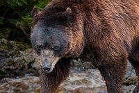 Свирепый медведь-шатун растерзал шесть жителей тихой деревни. С ним не могли справиться солдаты. Как это удалось охотнику-пьянице? 