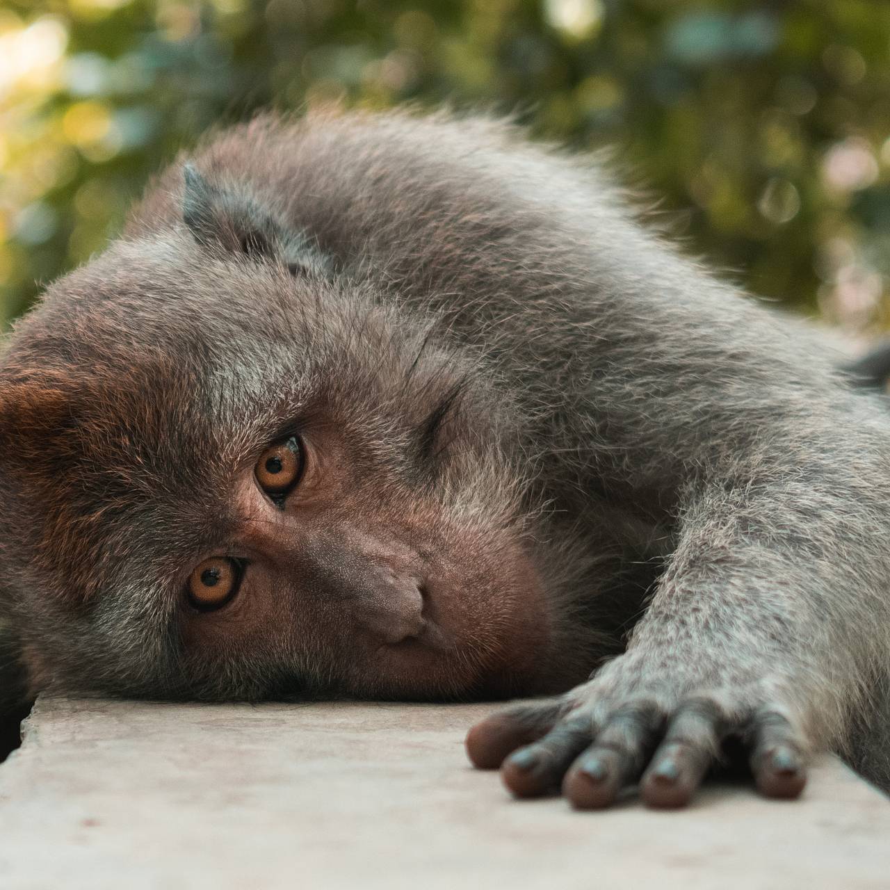 Макака-убийцу поймали через три дня после фатального нападения на пожилого мужчину