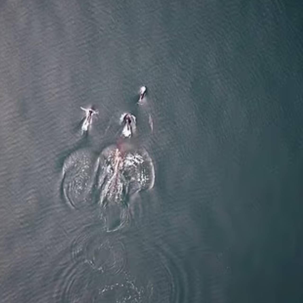 Дельфины и киты-убийцы объединились ради охоты и попали на видео