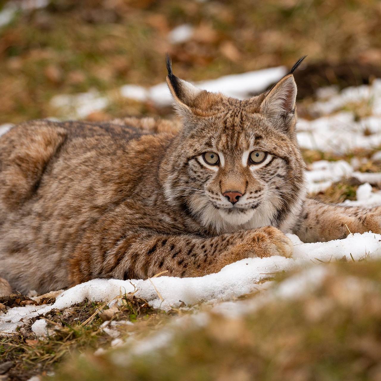 Рысь сломала шею домашней собаке