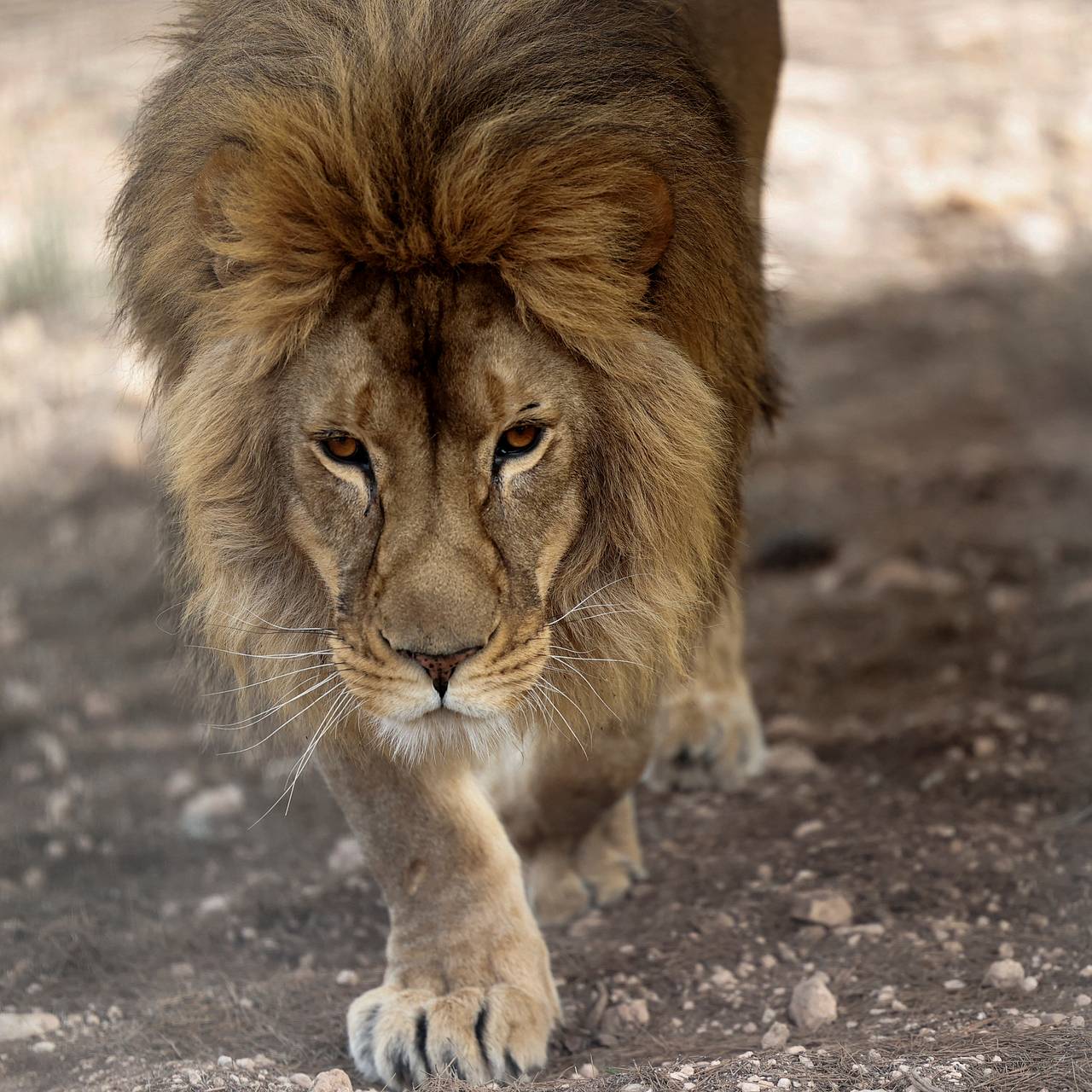 Пострадавший при атаке ВСУ на Васильевский зоопарк лев умер