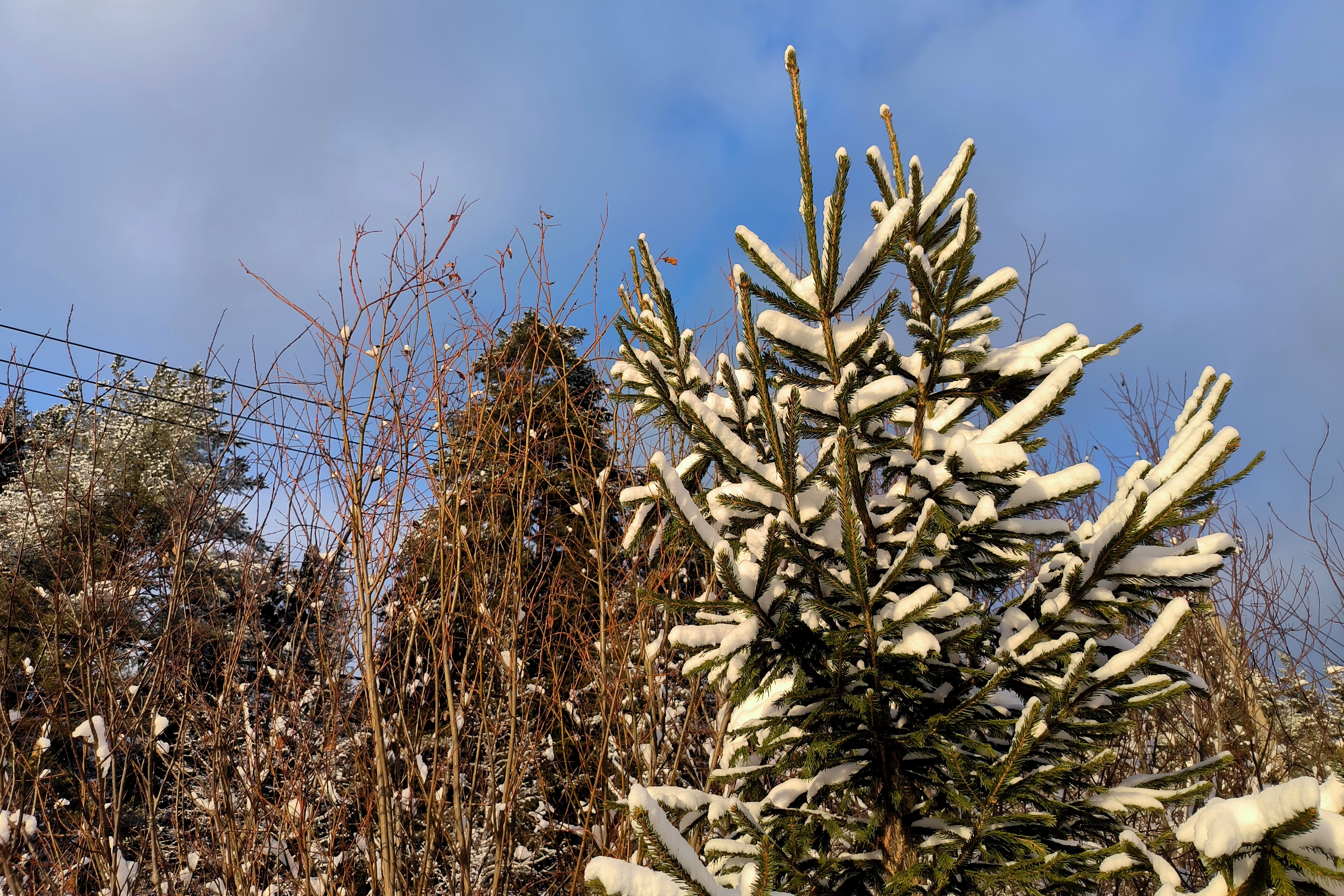 Россиян  предупредили о наказании за сруб елки