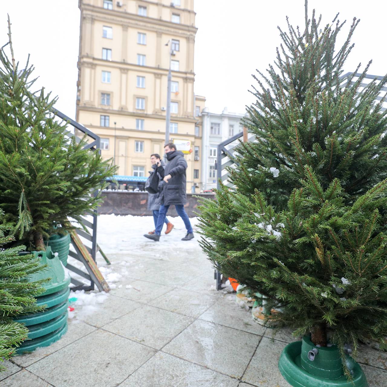 Названы три главные опасности живой елки дома