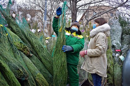 Россиянам дали советы по выбору лучшей живой елки к Новому году