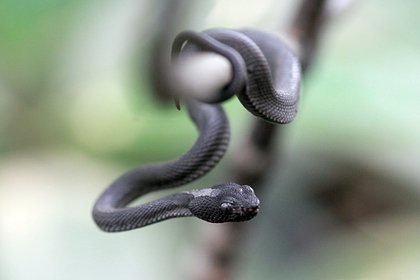 Муж натравил ядовитую змею на жену и выдал произошедшее за несчастный случай