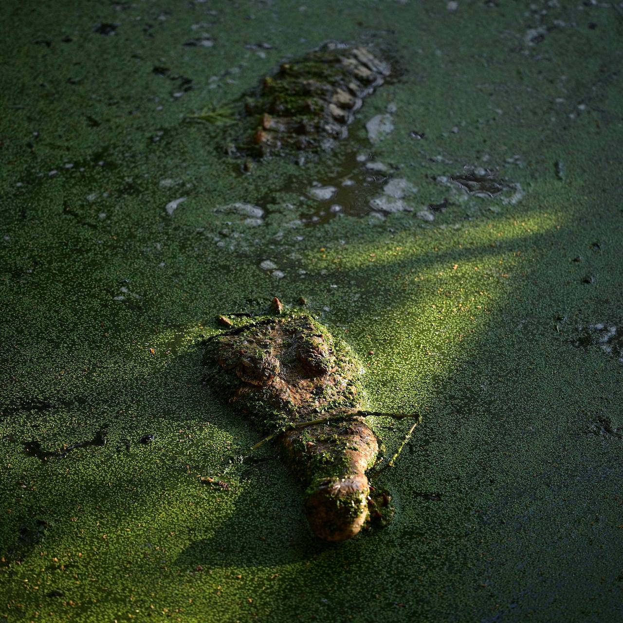 Голодный крокодил съел 16-летнюю девушку