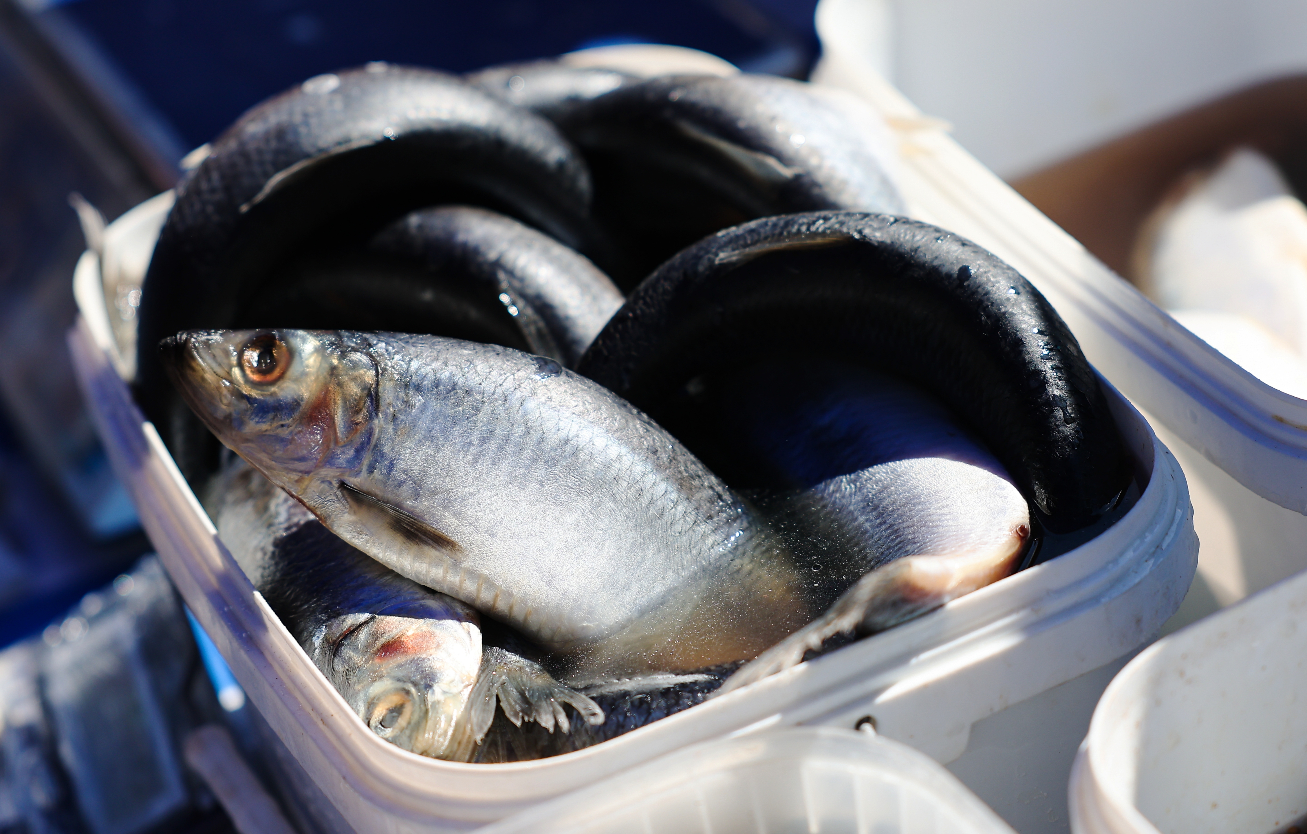 �������&nbsp; ������� � ������� ����