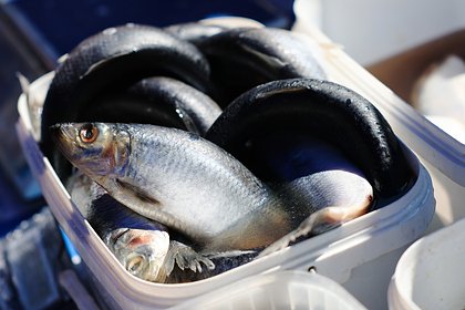 Названа любимая у россиян рыба