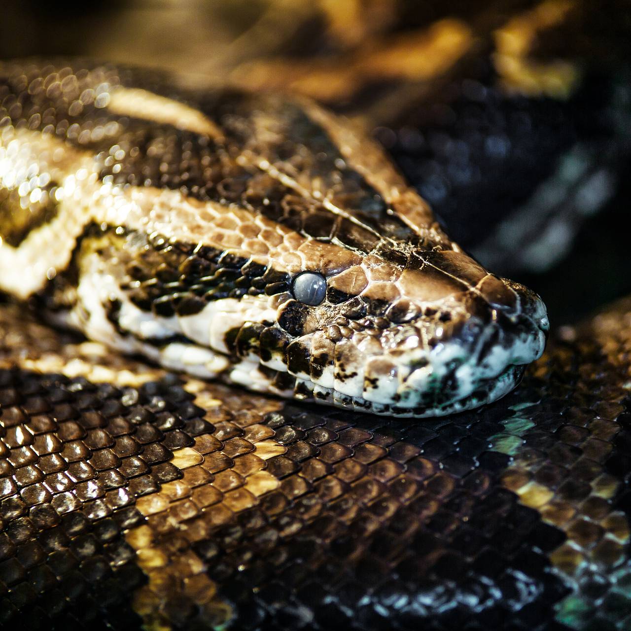 Питон напал на человека посреди улицы