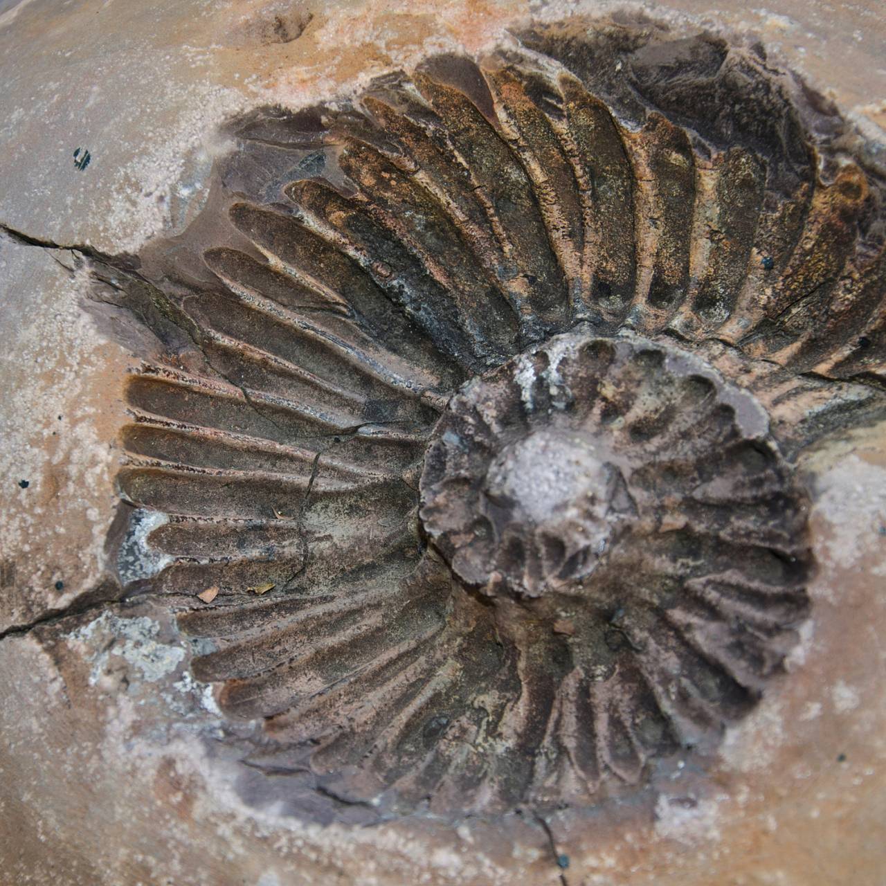 Горные породы возрастом около 150 миллионов лет обнаружили в российском регионе