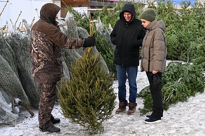 Россиянам назвали признаки качественной живой елки