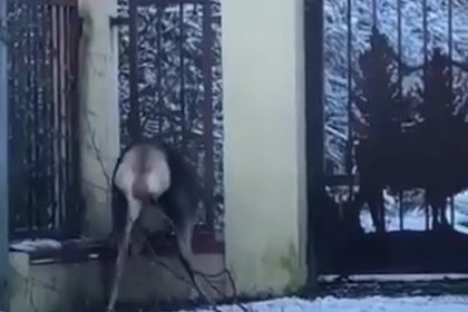 Спасение оленихи из дорожного плена в горах Сочи попало на видео