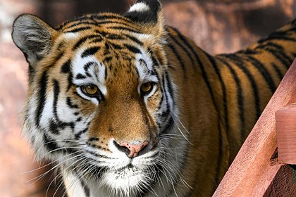 В России тигр удачно сделал селфи и показал свое неподдельное удивление