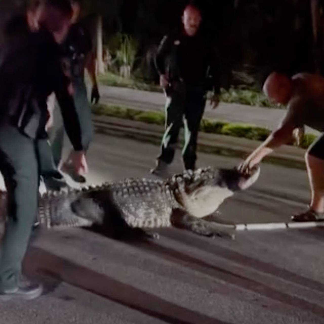 Огромный аллигатор пробрался в магазин и попал на видео