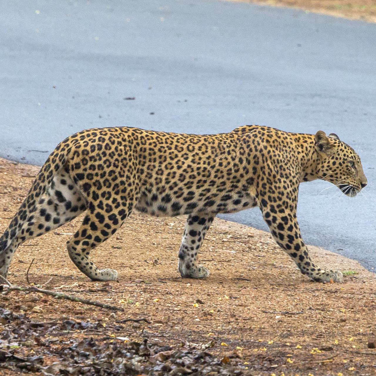 Леопард утащил в лес пятилетнюю девочку