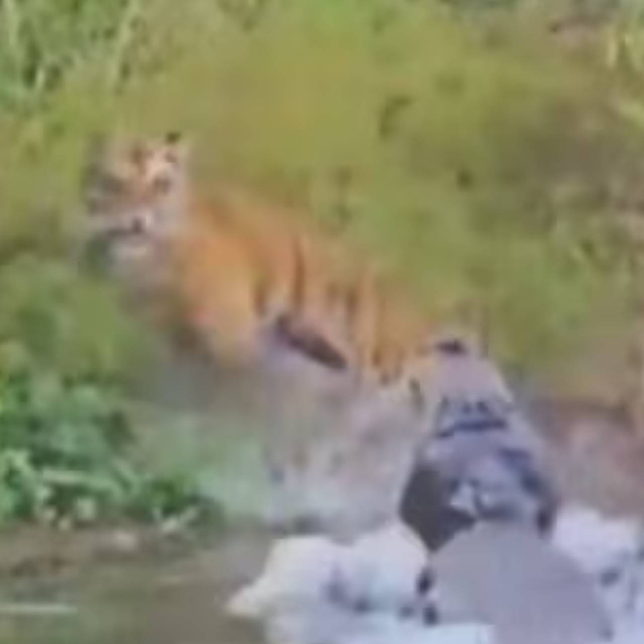 Тигр чудом избежал нападения крокодила