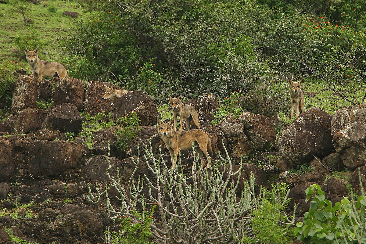 Стая волков в Индии