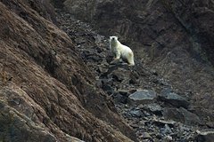 Белый медведь в бухте Драги на Острове Врангеля в Чукотском автономном округе