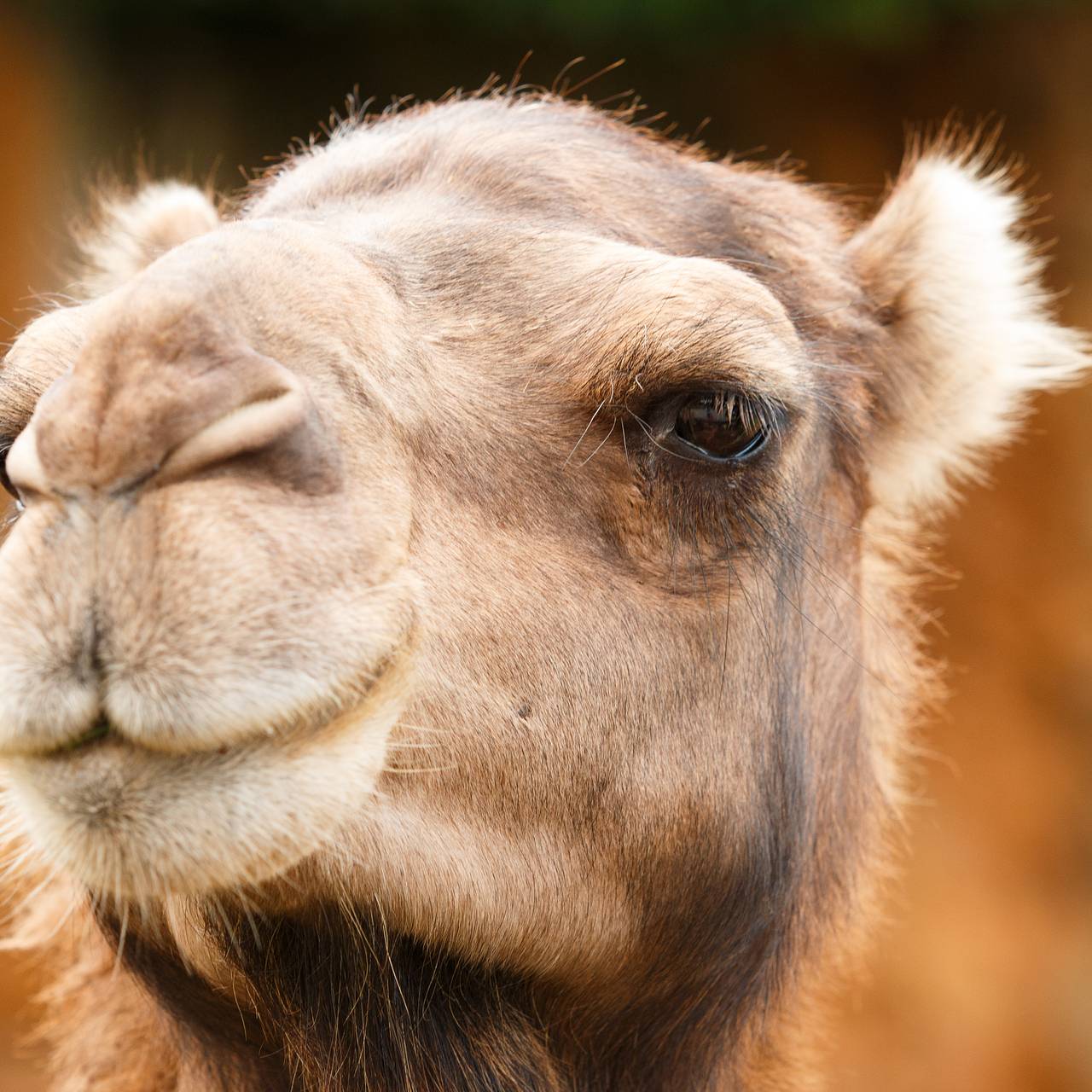 Верблюд лягнул женщину в лицо во время праздничной службы в церкви