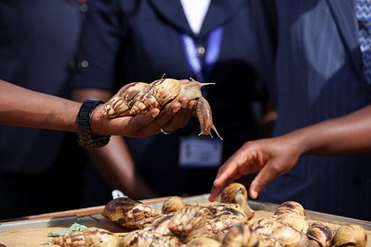 Улиток, уток и устриц возьмут под особую охрану перед Новым годом