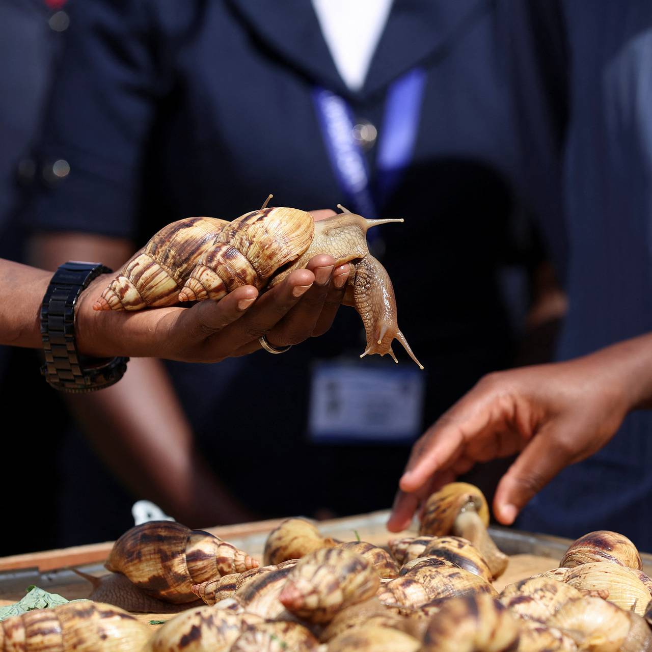 Улиток, уток и устриц возьмут под особую охрану перед Новым годом