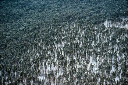 Появилась версия о спасении бесследно исчезнувших в тайге Усольцевых