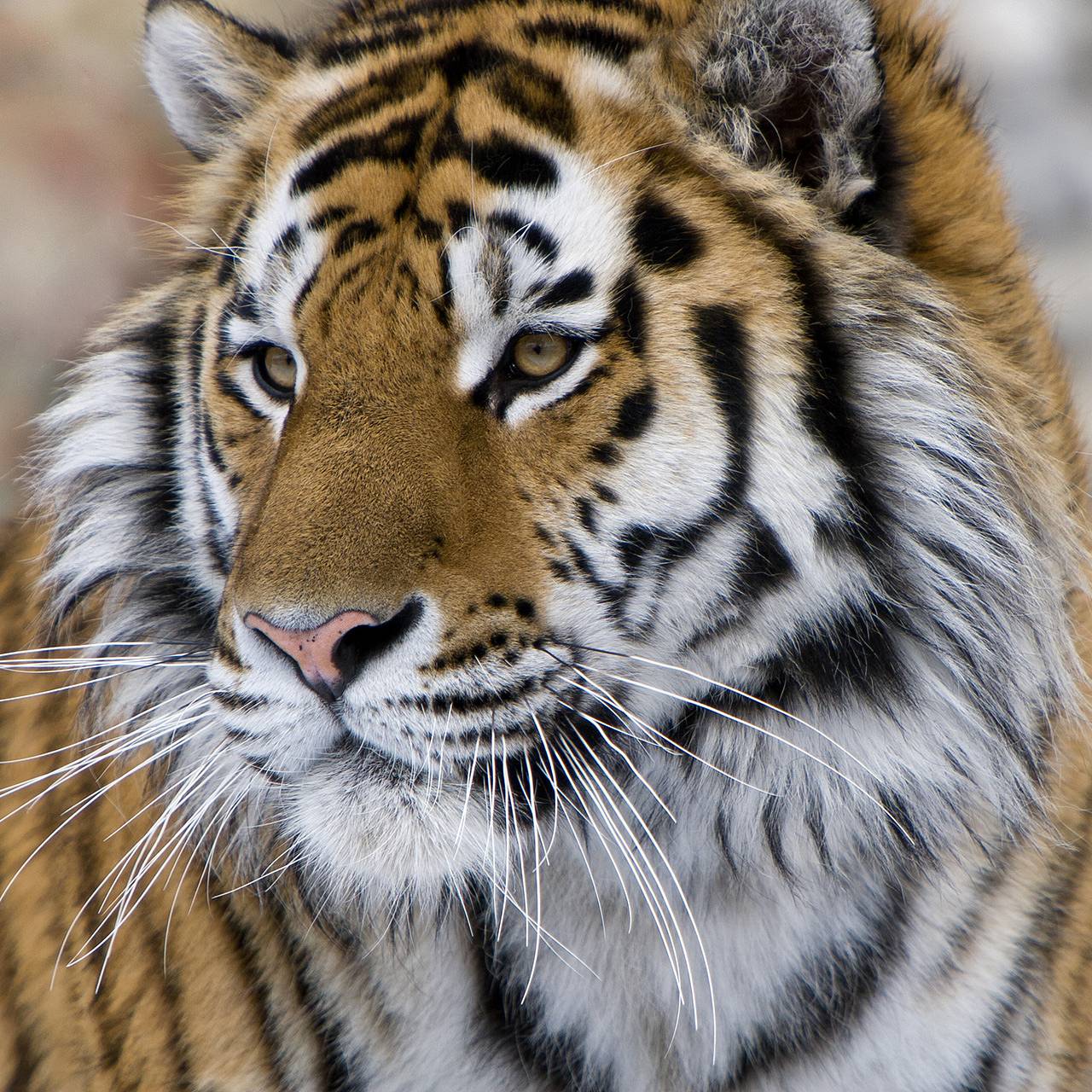 Тигр растерзал мужчину на глазах у сестры