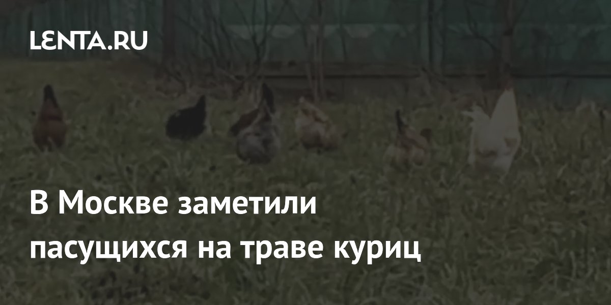 В Москве заметили пасущихся на траве куриц