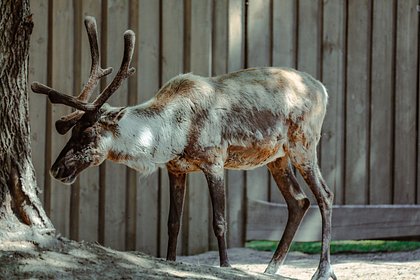 В Финляндии обвинили Россию в гибели оленей