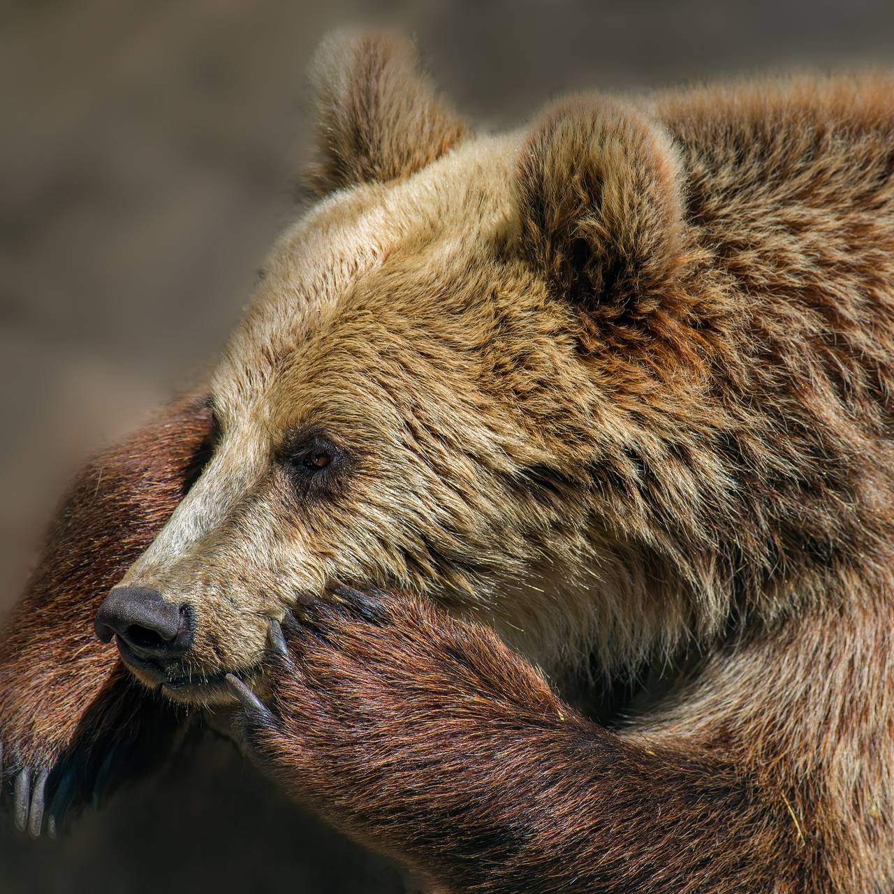 Медведь утащил мальчика из класса во время уроков