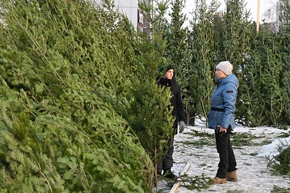 Ситуацию с елочными клещами в России оценили