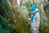 Елочные клещи напугали россиян. Что скрывается в новогодних деревьях?