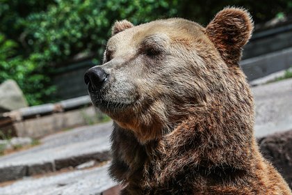 Раненый медведь-шатун вышел к людям в российском регионе