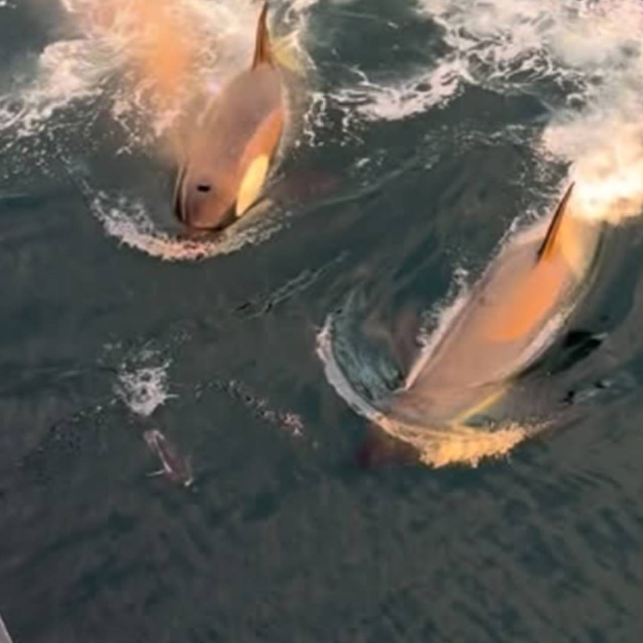 Охота кровожадных китов-убийц на пингвина попала на видео