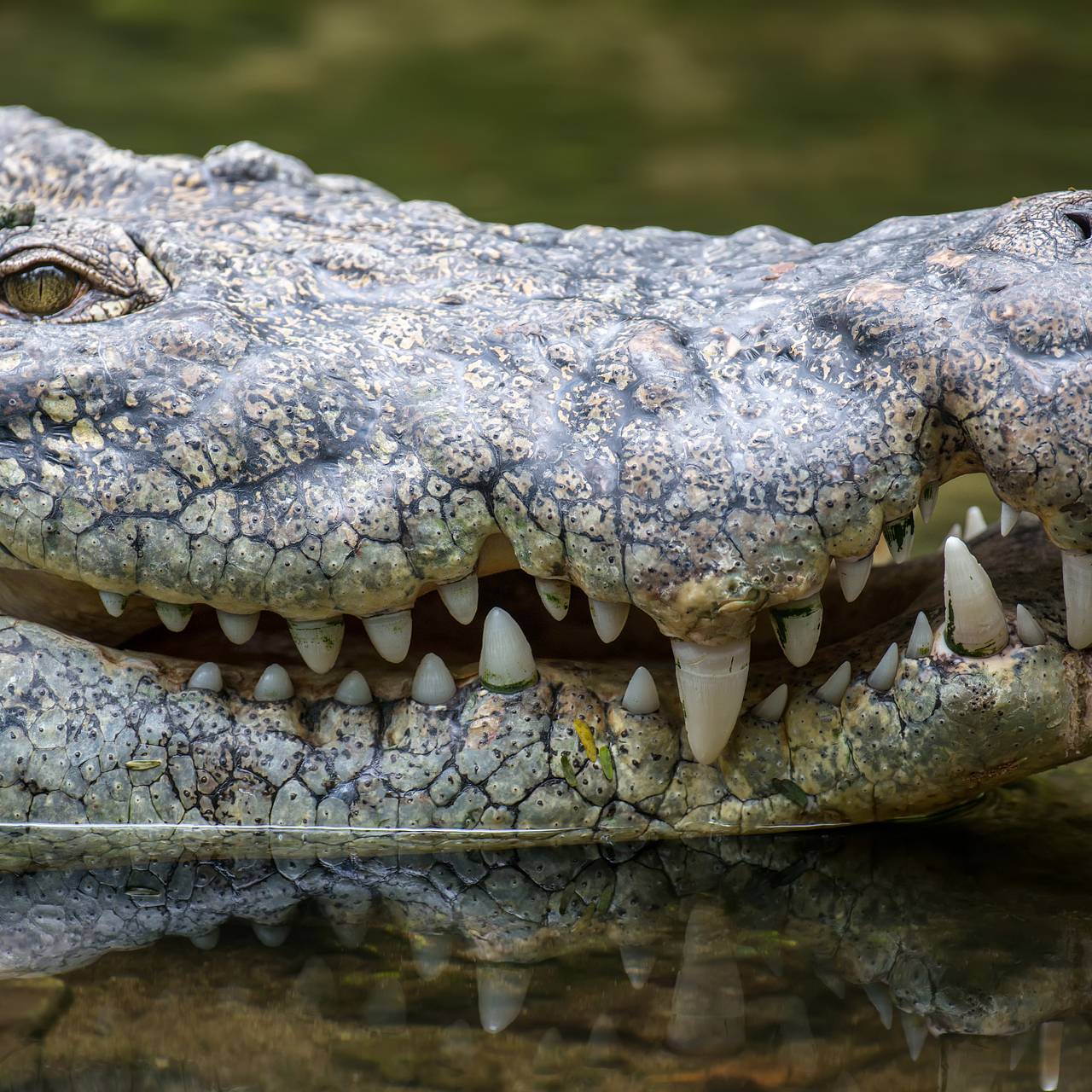 Из желудка крокодила извлекли голову и бюстгальтер женщины