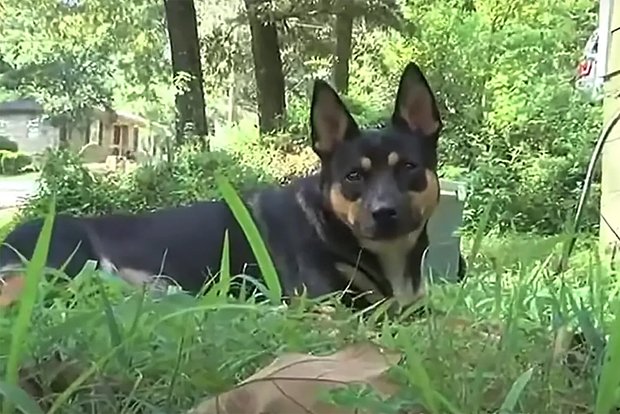 Вводная картинка