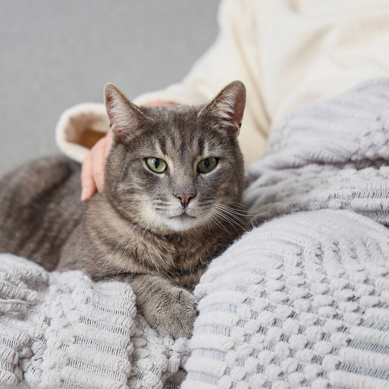 Кошка вернулась домой перед Рождеством спустя пять лет после исчезновения