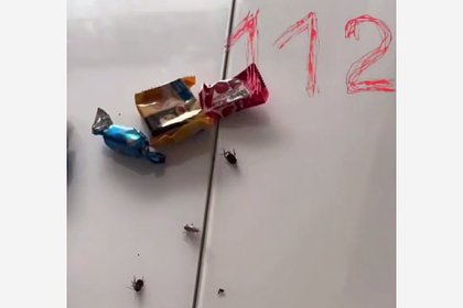 Видео с тараканами в новогоднем подарке из российского детсада проверили на подлинность