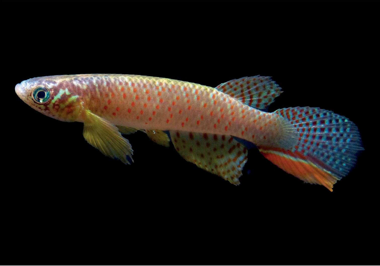 �����������&nbsp; �������� ���� ����� � ��������� ������ �����