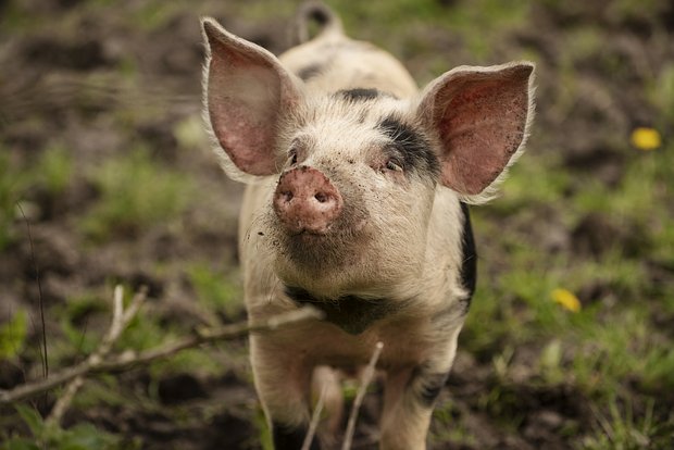 Вводная картинка