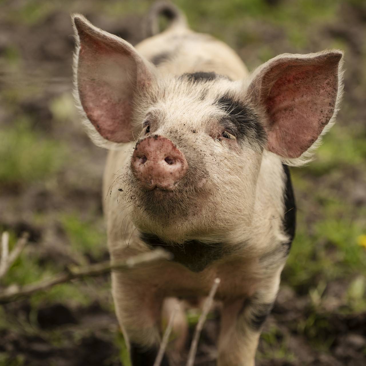 Людям начнут пересаживать почки одного животного