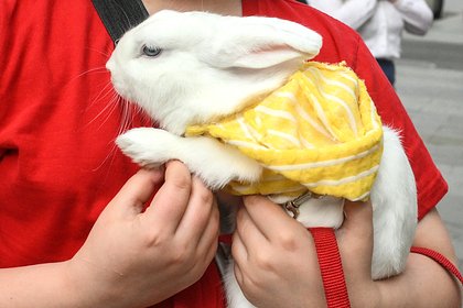 Неверный муж вместе с любовницей украл кролика для беременной жены