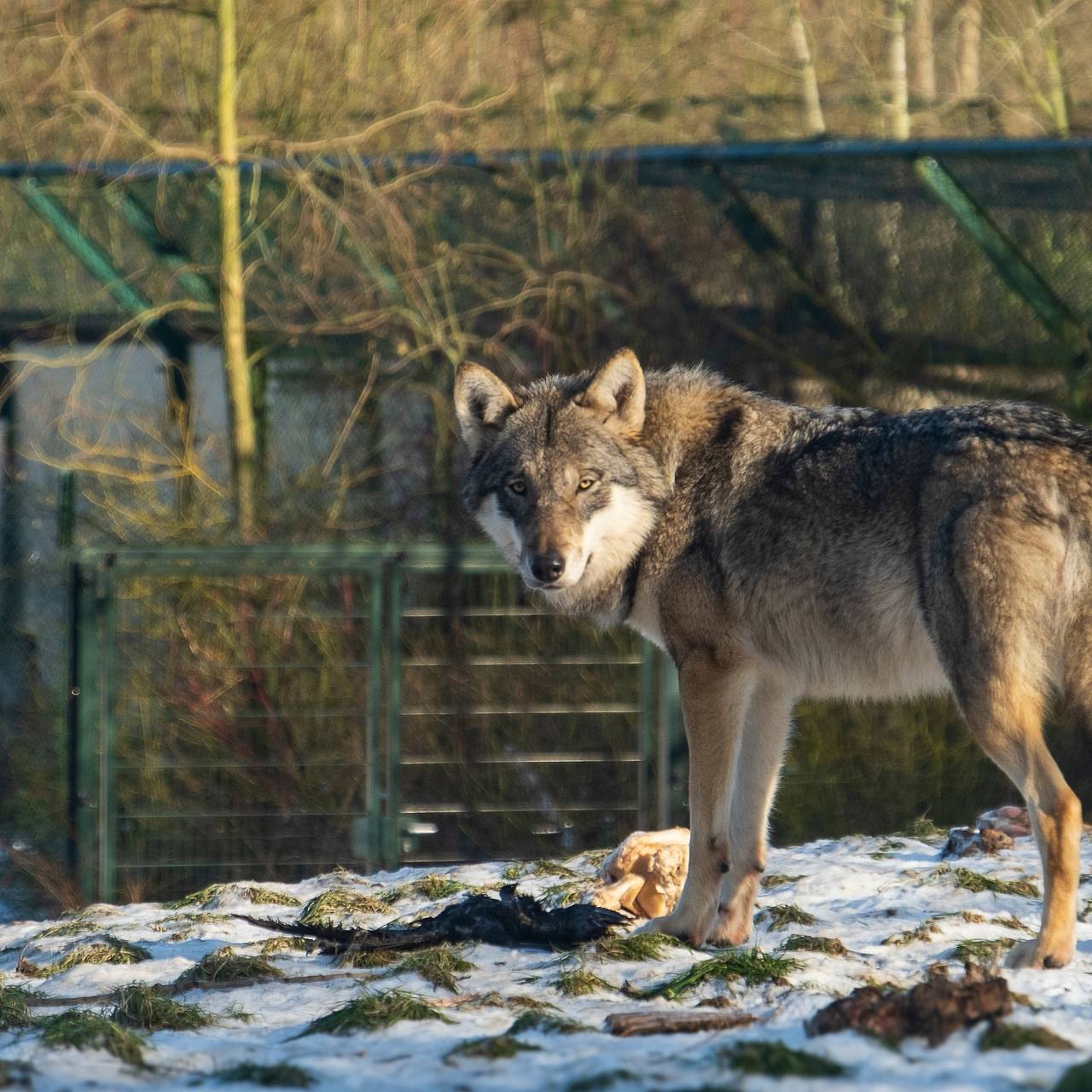 Серый волк совершил побег в японском зоопарке