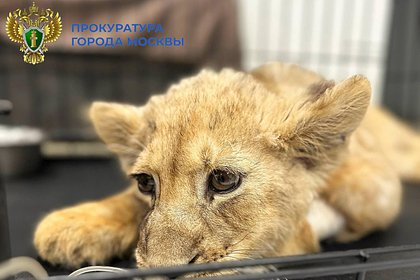 Прокуратура взяла под контроль дело об изъятой у блогера-миллионника искалеченной львицы