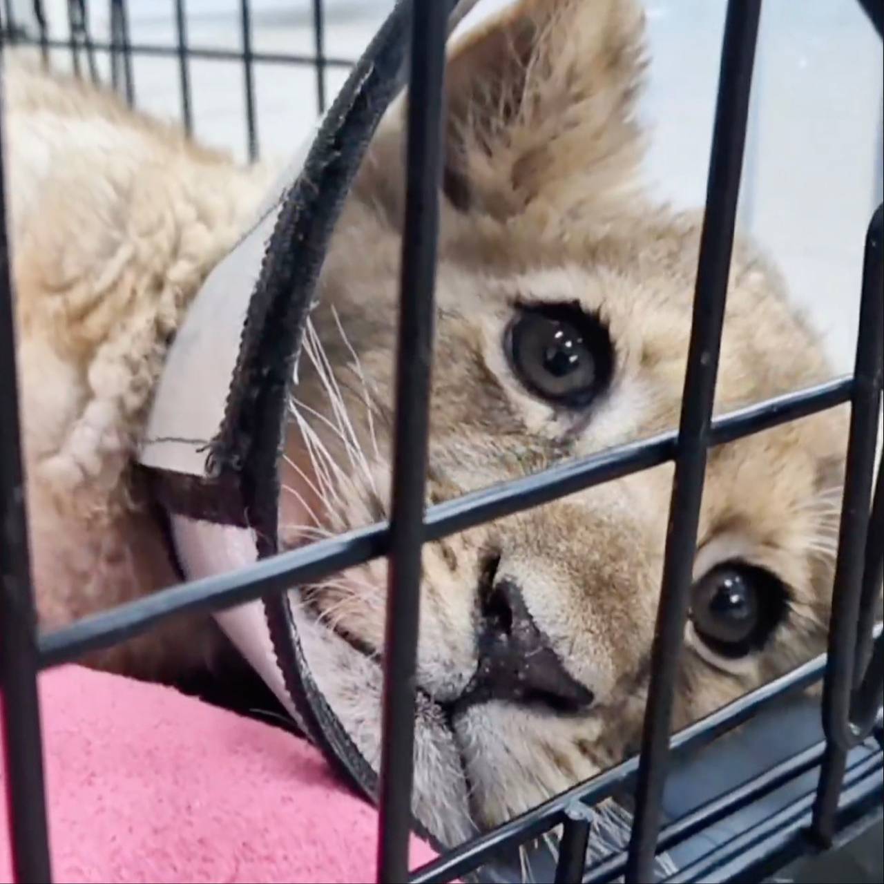 У изъятого у блогера львенка нашли вирусную лейкемию и переломы лап